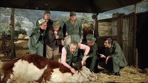 M*A*S*H Urodzinowe Dziewczyny