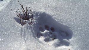 Nature Odcinek 5