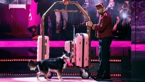 America's Got Talent Odcinek 10