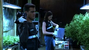 CSI: Kryminalne zagadki Las Vegas Żelki
