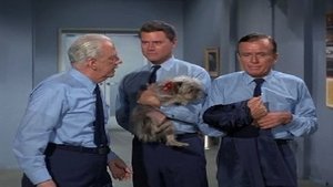 I Dream of Jeannie Odcinek 2
