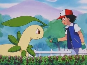 Pokémon Nie gniewaj się, Bayleef